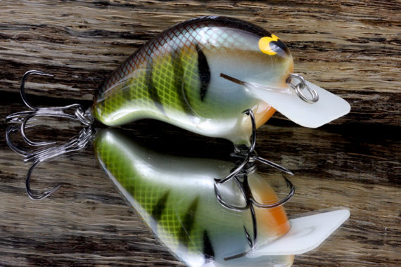 CBS2 – BOLD BLUEGILL