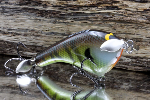 TEASE – BOLD BLUEGILL