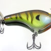 TEASE BOLD BLUEGILL TEBLDBG