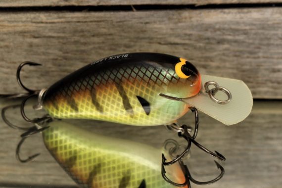 PEANUT- BOLD BLUEGILL