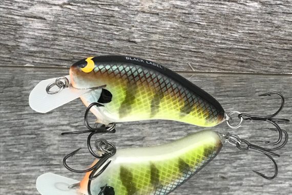 HICKSTER BOLD BLUEGILL