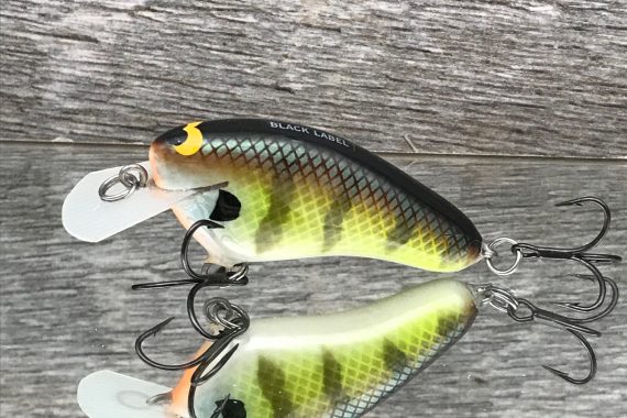 HICKSTER BOLD BLUEGILL