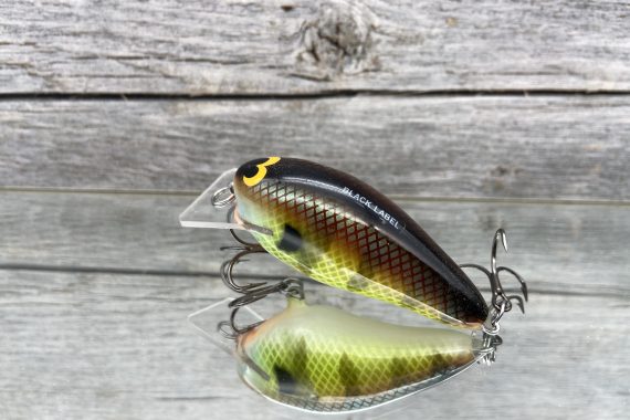 B.L. 1.5 Bold Bluegill