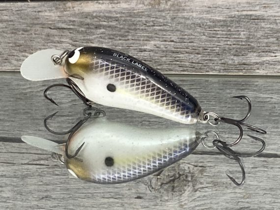 Little Cliffie Pearl Threadfin