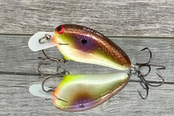 PEANUT- HIGH ROCK SHAD
