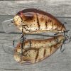 RICOCHET - BROWN CRAW